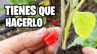 ¿Como HACER INJERTOS? 3 NUEVOS que son MAGIA en Tus PLANTAS | La Huerta de Ivan