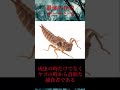 【ゆっくり解説】日本最強の昆虫オニヤンマ