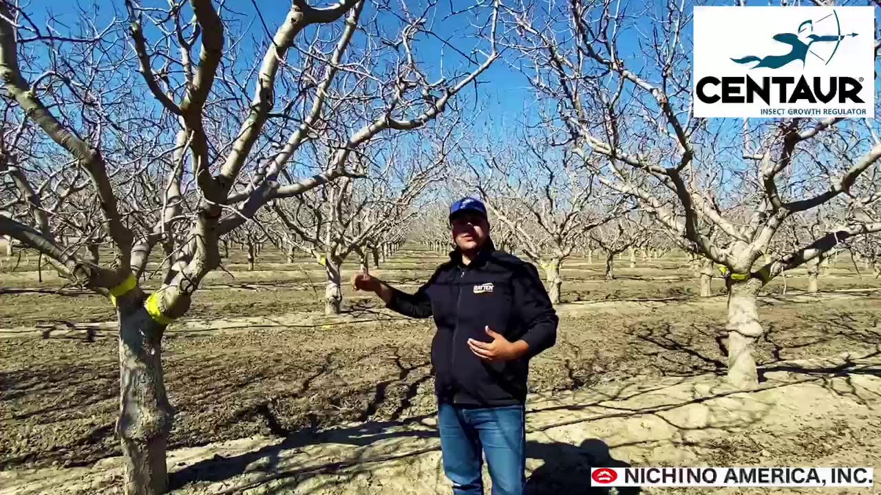 Scouting for Gill's Mealybug in Pistachio