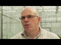 The world's bananas are in trouble – is this the solution? - BBC World Service