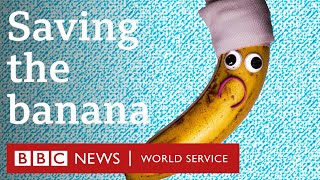 The world's bananas are in trouble – is this the solution? - BBC World Service