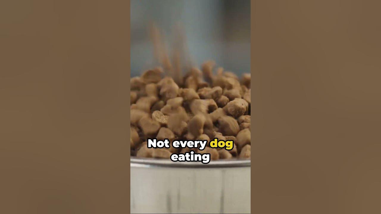 Is Purina Pro Dog Food Making Dogs Sick? FIND 0UT HERE dog YouTube