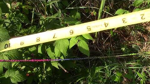 Point Intercept Line Transect - Data Collection Time