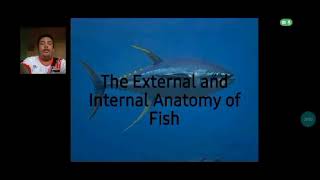 Ichthyology lesson ( The Internal and External Anatomy of Fish 