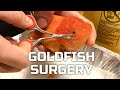 Goldfish Wen Trimming Surgery - How I Trim An Overgrown Ranchu Wen.