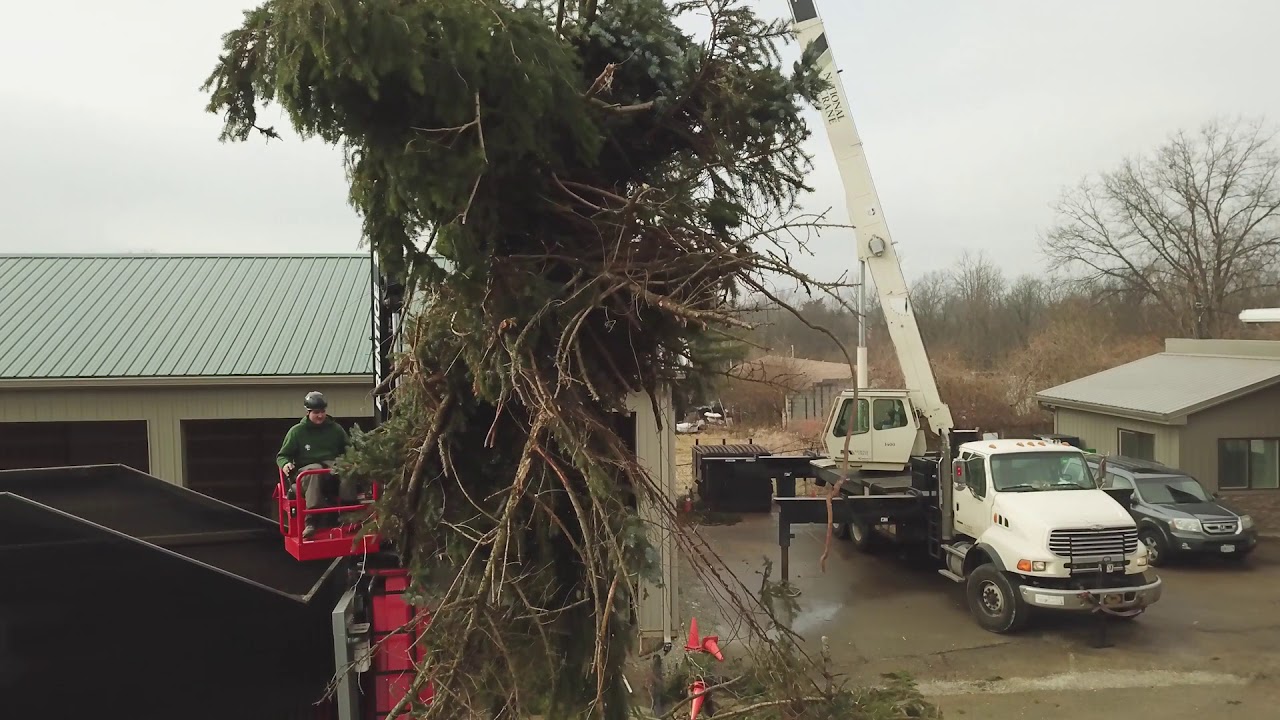 Lefke Tree Experts: Spruce Removal - YouTube
