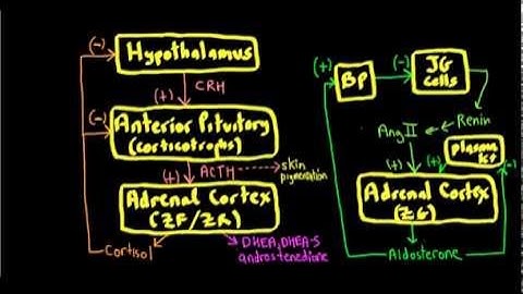 Schneid Guide to Adrenal Cortex Feedback Problems
