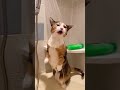 Shout！猫がシャワーで熱唱！（Made with generative AI）