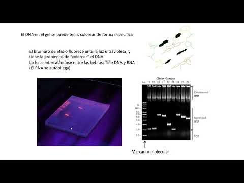 Video: ¿De qué está hecho el gel de agarosa?