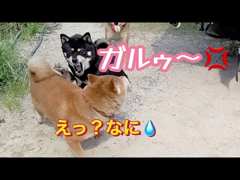 衝撃❗️クッキー母さん怒りの鉄拳💢でもレオくん悪くないじゃん😭