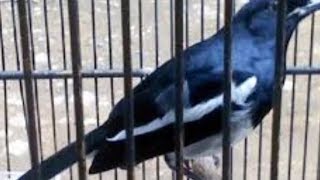Ciri Ciri Burung Kacer Kalimantan Dan Harga Burung Kacer