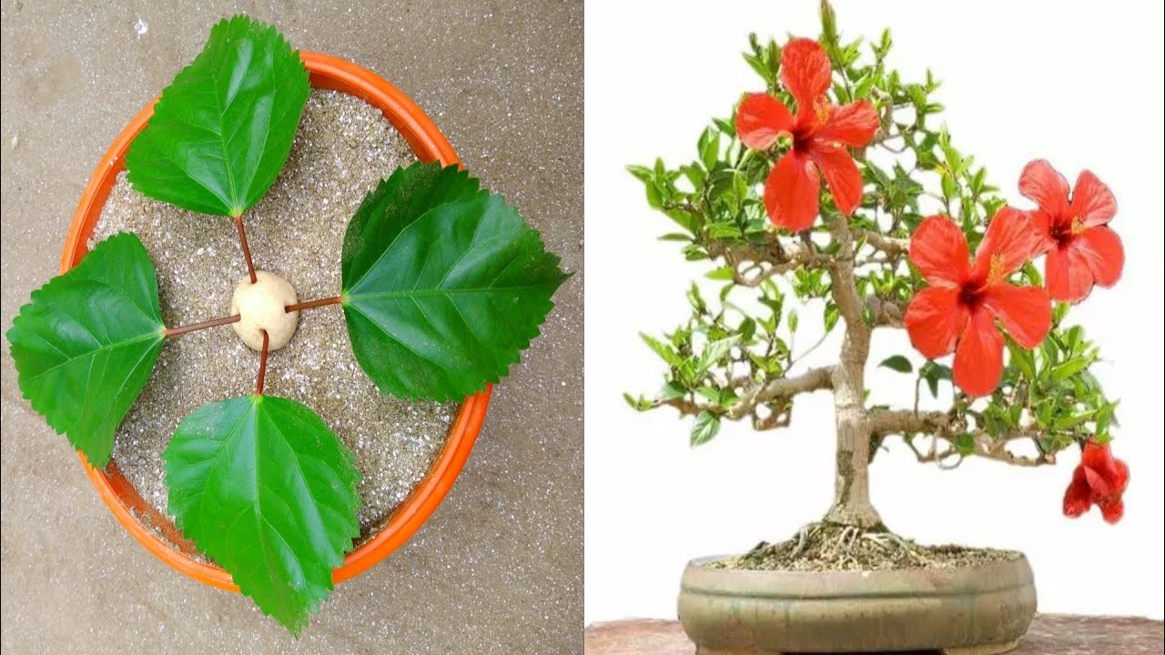 Hibiscus leaf growing techniques Hibiscus plant kaise lagaye জবা