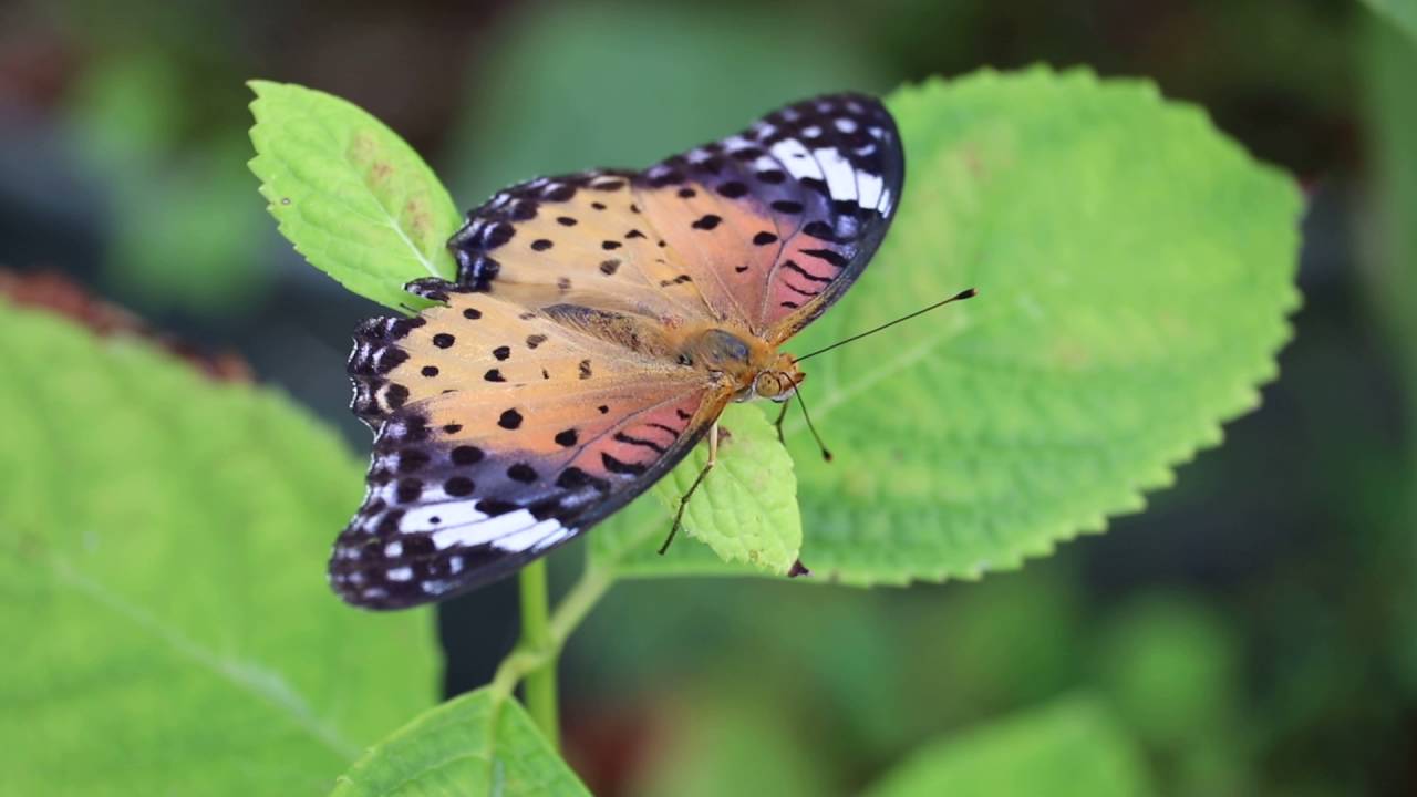 ツマグロヒョウモンArgyreus hyperbius