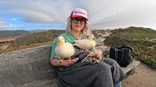 TRAVELING WITH MY DUCKS / Highway 1 from San Francisco to Santa Cruz