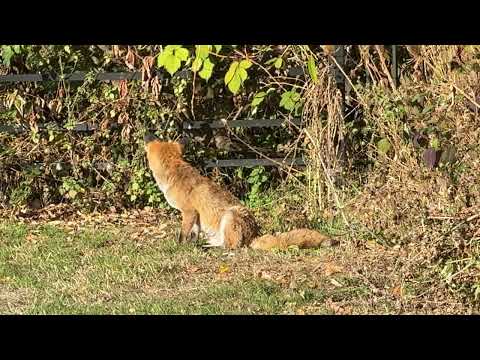 "A red fox rests near the Henry Moore sculpture, scratches its itches and disappears into bushes 🦊🌿"