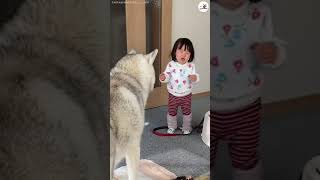 (ENG sub)Little sister started crying... and that's when Husky took the kindest action #Shorts