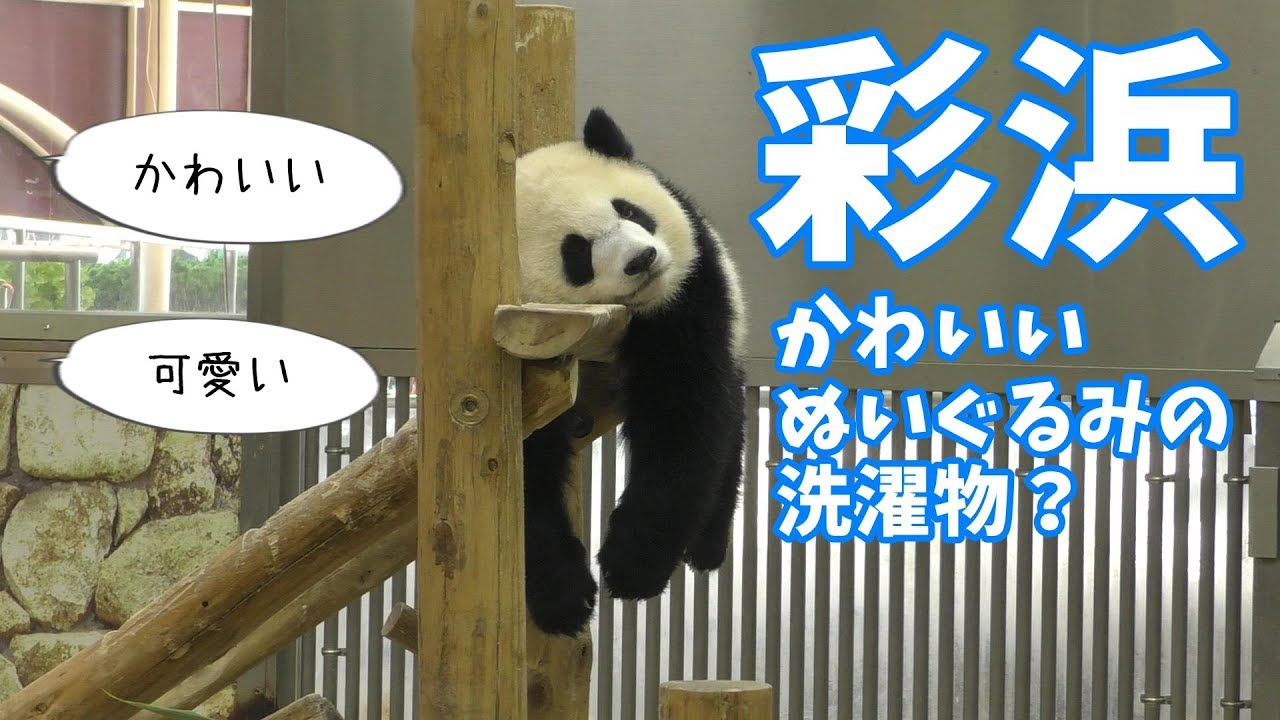 彩浜 かわいい ぬいぐるみの洗濯物 毎週パンダ 19 09 08 Stuffed Laundry Youtube