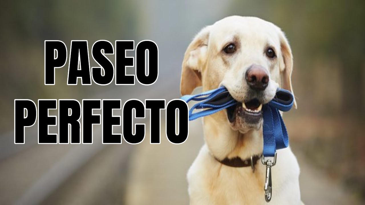 PASEO PERFECTO con tu perro