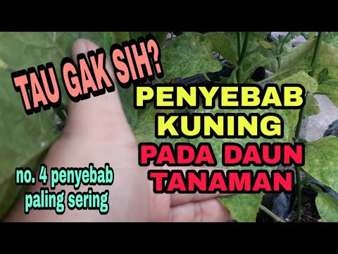 Video: Bantuan Untuk Daun Kuning Pada Tanaman Ivy - Mengapa Daun Ivy Menguning