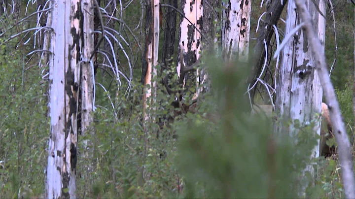 Live 2 Hunt - Live 2 Hunt