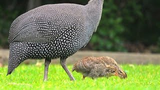 2 days to 25 days chicks gunieafowl