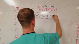 How do we feel pain? Steps to Nociception