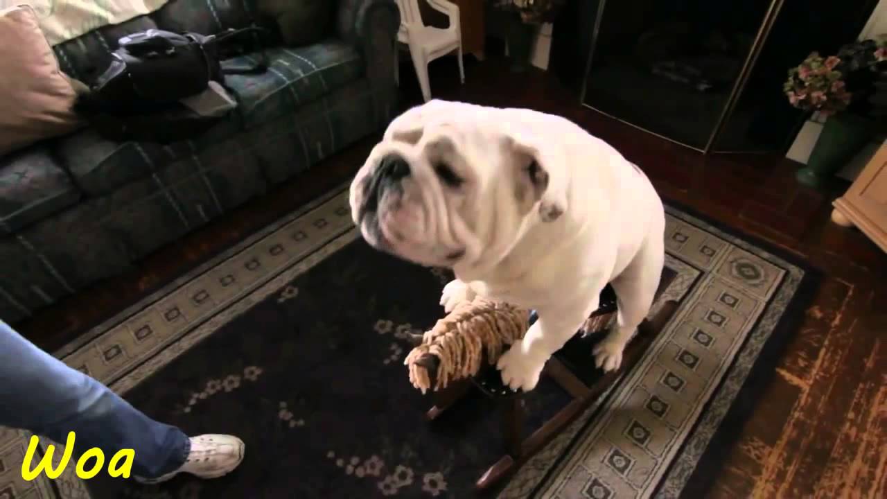 bulldog rides rocking horse