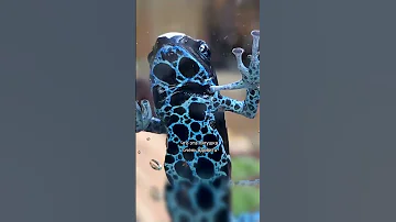 Это самые ядовитые и самые красивые лягушки на земле