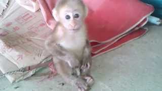 Un Drole De Petit Singe Youtube Un Drole De Petit Singe Youtube