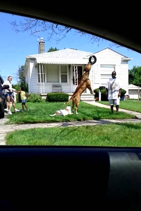 Homemade chew toy (This dog is very strong)
