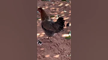 Hen Her Chicks Hen 