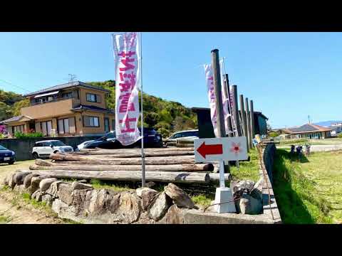 東かがわ市の芝桜富士