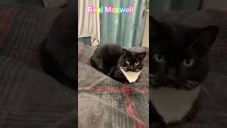 I FOUND A REAL Video OF MAXWELL CAT