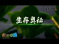 隐藏在花朵外表下的美丽“陷阱” 植物传奇·生存奥秘 20200820 |《地理·中国》CCTV科教