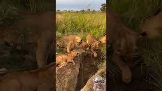 Group of lions searching for a hunt. #mountain traveler #viral #animal world.