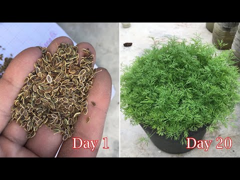 Video: Krapų priežiūra vazonuose – kaip auginti krapus konteineriuose