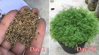 How to grow Dill in pots at home | grow dill from seeds