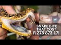 Puff adder bite