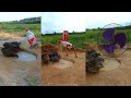Creative DIY Bird Trap Technique - Quail Trap #amazing bird trap