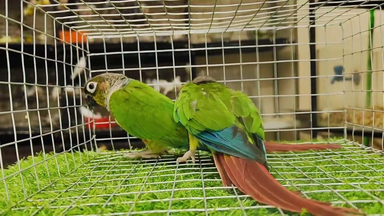 Yellow side conure breeding pair 3500/- only