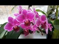Мир наших орхидей - 8 марта 2022 года
