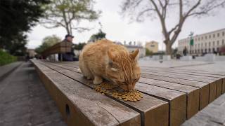 The stray cat understands that I'm sad and makes my day better.