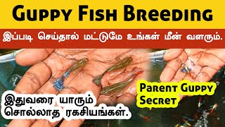 Guppy fish breeding at home easily | Guppy Fish Breeding secrets revealed.