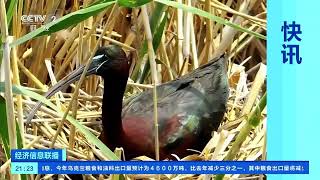 [经济信息联播]新疆首次拍到彩鹮繁殖巢群| 财经风云