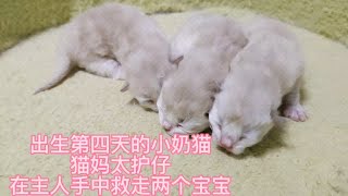 猫妈太护崽主人把小奶猫拿出来拍照从主人手中救走两个宝宝