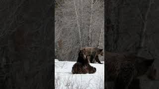 Grizzly Bear 610 cubs/wrestle/Jackson/ Tetons/ Yellowstone #wildlife #shorts #nature #snow #playing