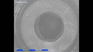 Polymeric Heart Valve in the Pulse Duplicator System