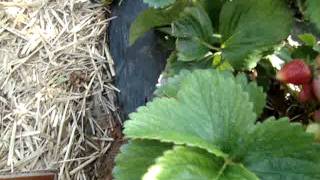 Picking Strawberries - Chesterfield Berry Farm - Moseley, Virginia