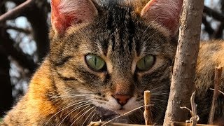 cute cat with big eyes. красивая кошка с большими глазами. cute cat with big eyes. красивая кошка с большими глазами.