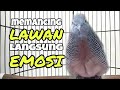Suara Perkutut Lokal Ini Sangat Cocok Untuk Pancingan Segala Jenis Burung Perkutut Mp3 - Mp4 Download